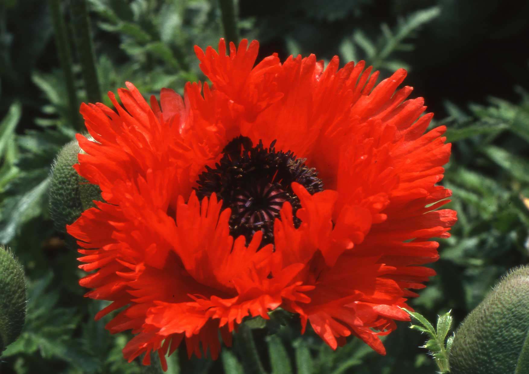 Papaver orientale 'Turkenlouis'